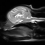 risonanza magnetica veterinaria