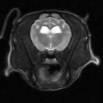 risonanza magnetica veterinaria 3