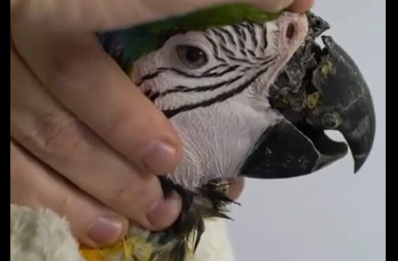 pedro becco araararauna