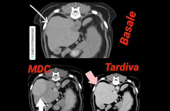 esempio tac veterinaria