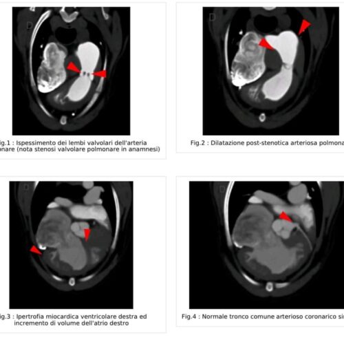 CARDIOTC in un maltipoo di 2 anni con stenosi polmonare